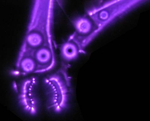 Kirlian photograph of metal pliers – blue corona